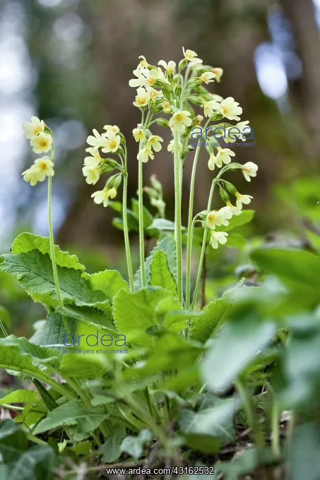 : True Oxlip : True Oxlip
