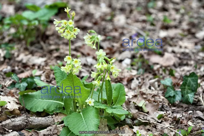 : True Oxlip : True Oxlip