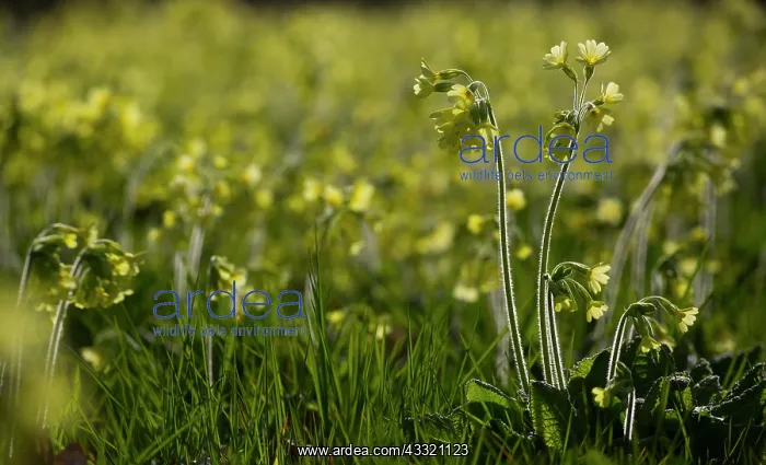 : True Oxlip : True Oxlip