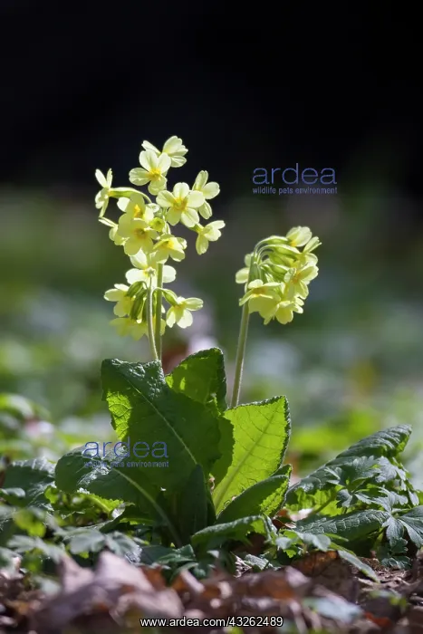 : True Oxlip - flowering plant - Deutschland : True Oxlip - flowering plant - Deutschland