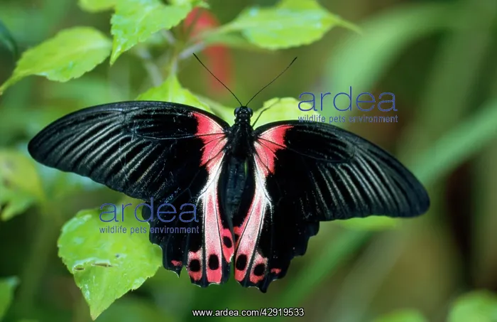  : True  /  Scarlet Swallowtail Butterfly