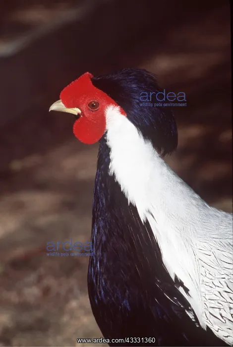 : TRUE SILVER PHEASANT - male, close-up of head : TRUE SILVER PHEASANT - male, close-up of head