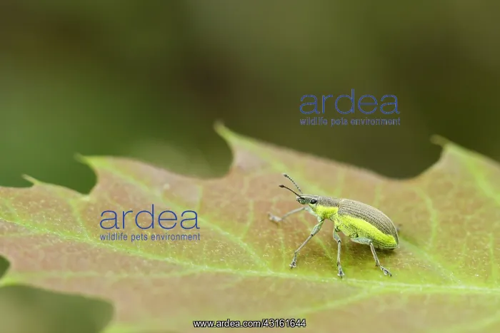 : True Weevil