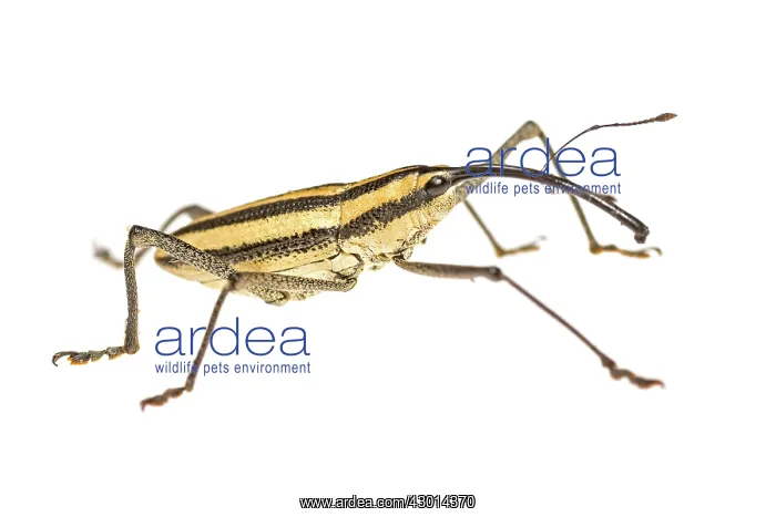 : True weevil (Curculionidae) isolated on a white : True weevil (Curculionidae) isolated on a white