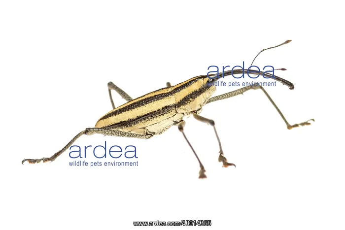 : True weevil (Curculionidae) isolated on a white background : True weevil (Curculionidae) isolated on a white background