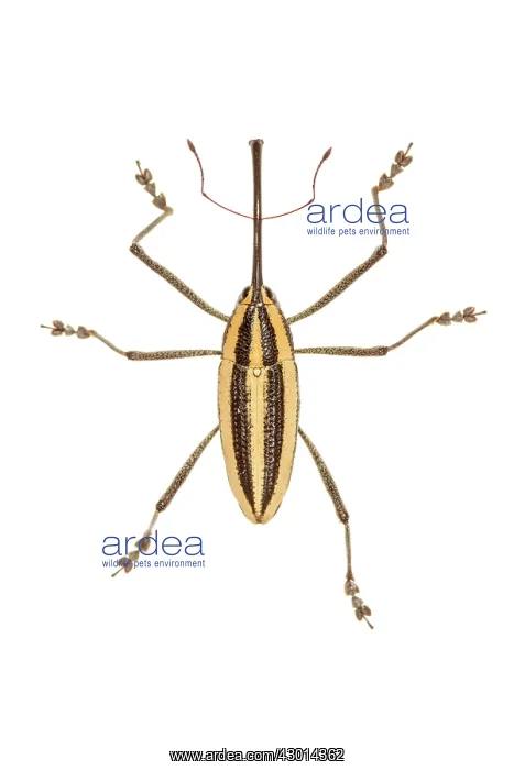  : True weevil (Curculionidae) isolated on a white background