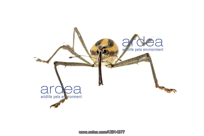 : True weevil (Curculionidae) isolated on a white background : True weevil (Curculionidae) isolated on a white background