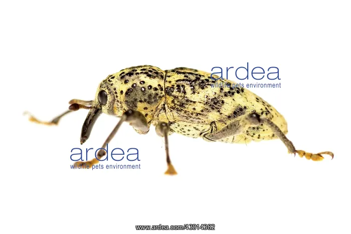 : True weevil (Curculionidae) isolated on a white background : True weevil (Curculionidae) isolated on a white background