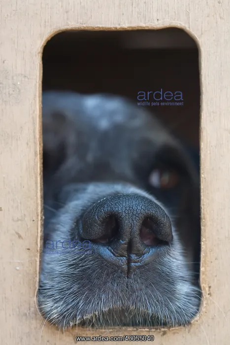 : Truffle hunting dog Chartreuse Alps France : Truffle hunting dog Chartreuse Alps France