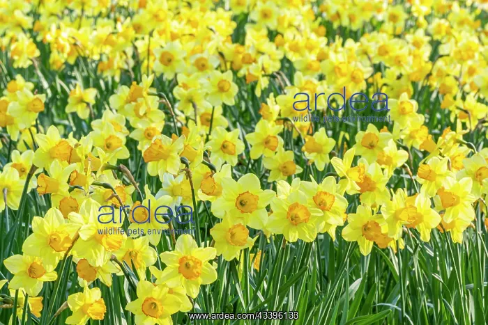 : Trumpet Daffodil, Narcissus Rijnveld Early Sensation : Trumpet Daffodil, Narcissus Rijnveld Early Sensation