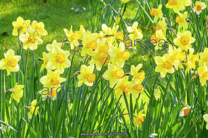 : Trumpet Daffodil, Narcissus Rijnveld Early Sensation : Trumpet Daffodil, Narcissus Rijnveld Early Sensation