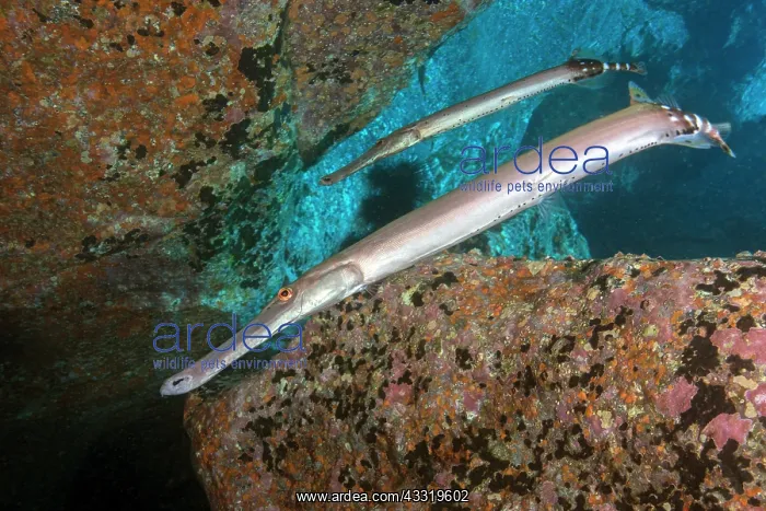 : Trumpet fish (Aulostomus strigosus). Fish of the : Trumpet fish (Aulostomus strigosus). Fish of the