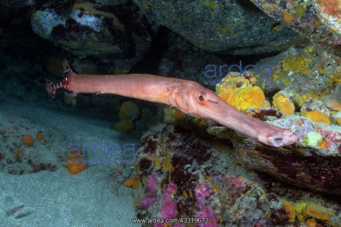 : Trumpet fish (Aulostomus strigosus). Fish of the : Trumpet fish (Aulostomus strigosus). Fish of the