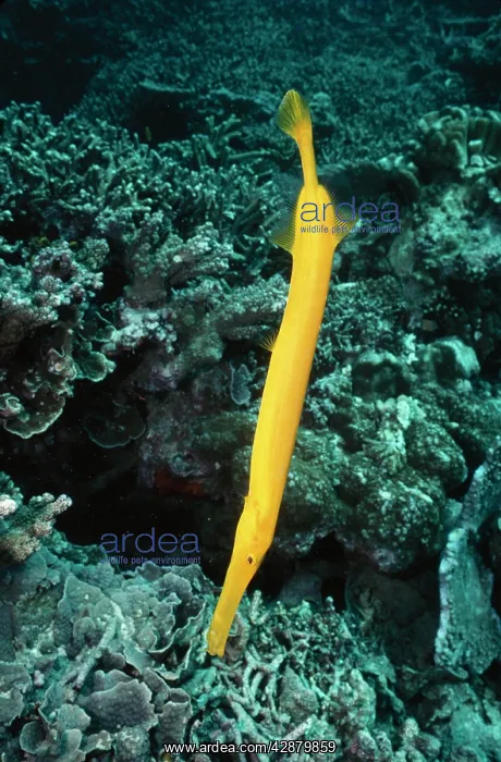 : Trumpet Fish - In hunting position : Trumpet Fish - In hunting position