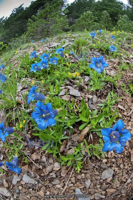 : Trumpet gentian - Group on hillside : Trumpet gentian - Group on hillside