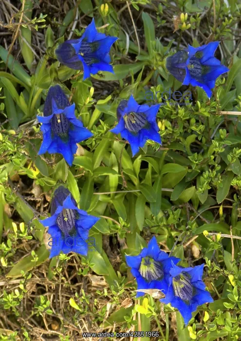 : A trumpet gentian, on limestone : A trumpet gentian, on limestone