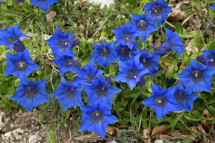 : Trumpet gentian - in limestone grassland at 1500m : Trumpet gentian - in limestone grassland at 1500m