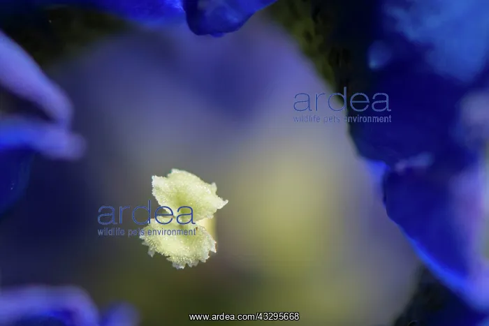: Trumpet Gentian - pattern looking into trumpet : Trumpet Gentian - pattern looking into trumpet