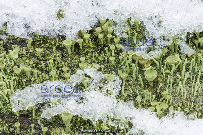 : Trumpet Lichen (Cladonia fimbriata) close-up co : Trumpet Lichen (Cladonia fimbriata) close-up co