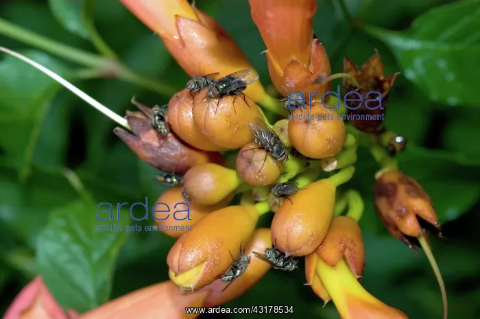 : Trumpet Vine and Flies : Trumpet Vine and Flies