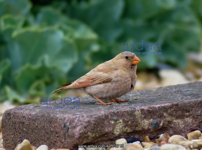 : Trumpeter Finch : Trumpeter Finch