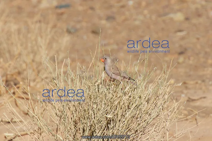 : Trumpeter Finch : Trumpeter Finch