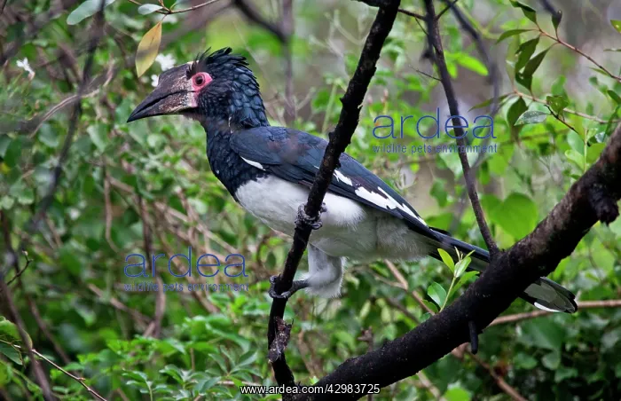 : Trumpeter Hornbill - : Trumpeter Hornbill -