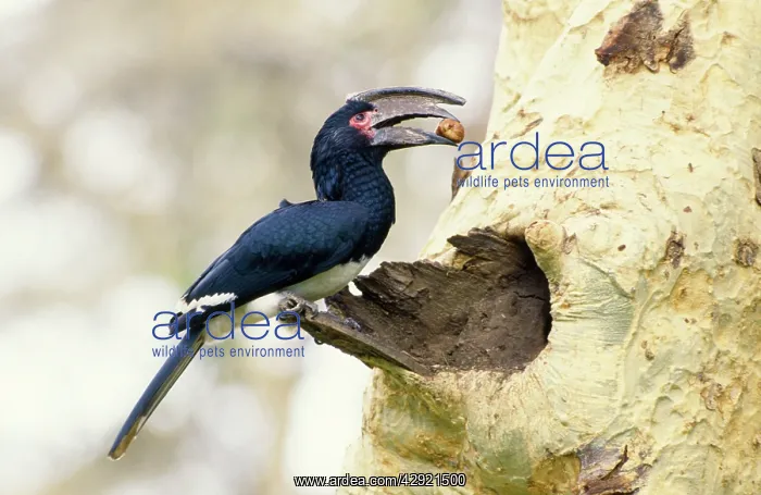 : Trumpeter Hornbill - with food in beak : Trumpeter Hornbill - with food in beak