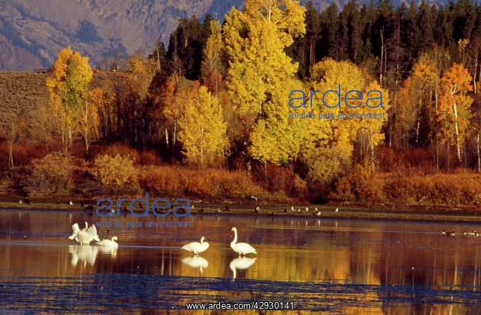 : Trumpeter Swan : Trumpeter Swan