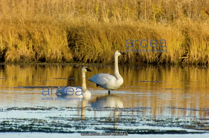 : Trumpeter Swan : Trumpeter Swan