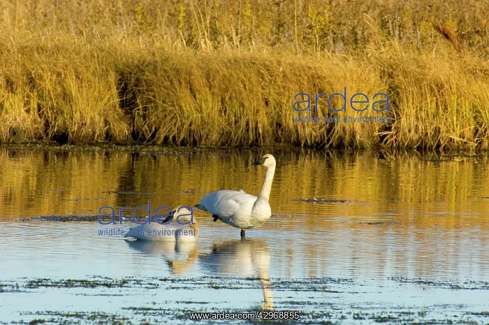 : Trumpeter Swan : Trumpeter Swan