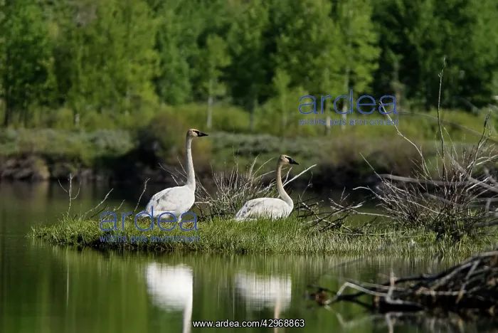: Trumpeter Swan : Trumpeter Swan