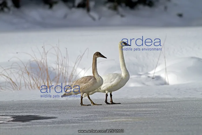 : Trumpeter Swan : Trumpeter Swan