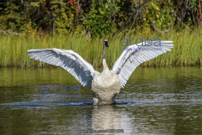: Trumpeter swan : Trumpeter swan