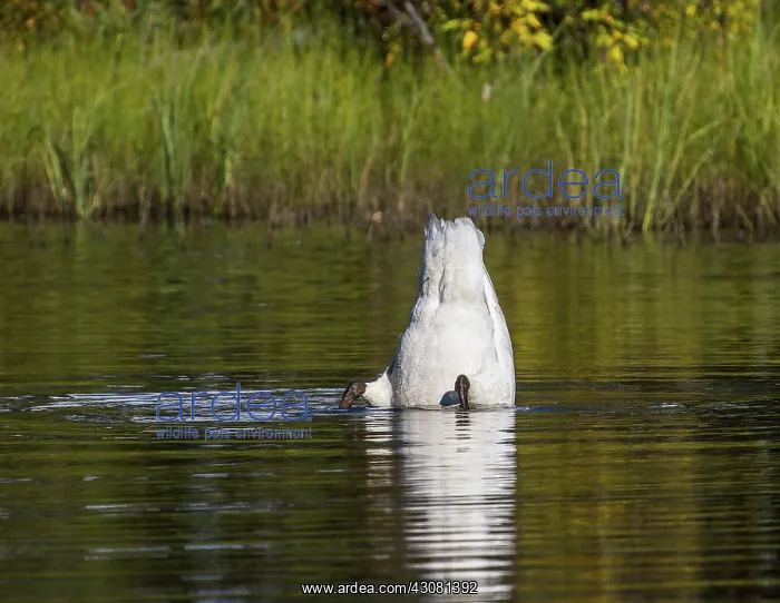 : Trumpeter swan : Trumpeter swan