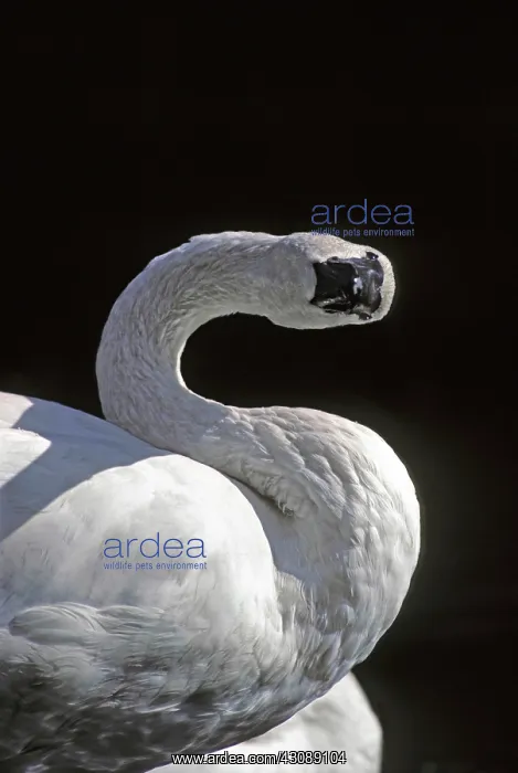 : Trumpeter Swan : Trumpeter Swan