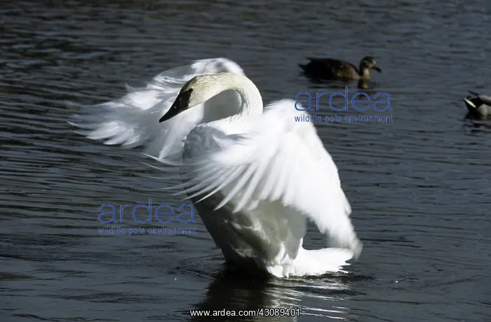 : Trumpeter Swan : Trumpeter Swan