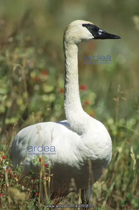 : Trumpeter Swan : Trumpeter Swan