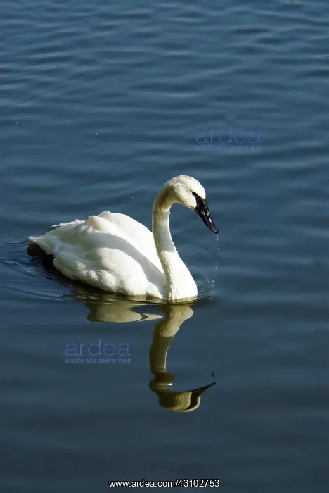 : Trumpeter Swan : Trumpeter Swan
