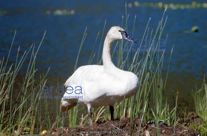 : TRUMPETER SWAN - ON BANKSIDE : TRUMPETER SWAN - ON BANKSIDE