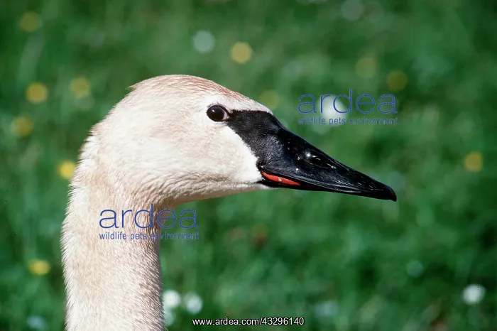 : TRUMPETER SWAN - close-up of head : TRUMPETER SWAN - close-up of head