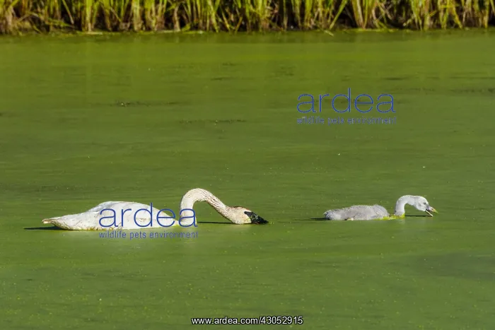 : Trumpeter Swan (Cyngus buccinator) with cygnet feeding : Trumpeter Swan (Cyngus buccinator) with cygnet feeding