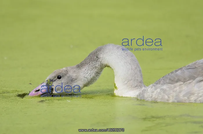  : Trumpeter Swan (Cyngus buccinator) cygnet feeding