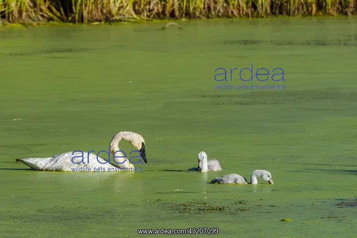 : Trumpeter Swan (Cyngus buccinator) with cygnets : Trumpeter Swan (Cyngus buccinator) with cygnets