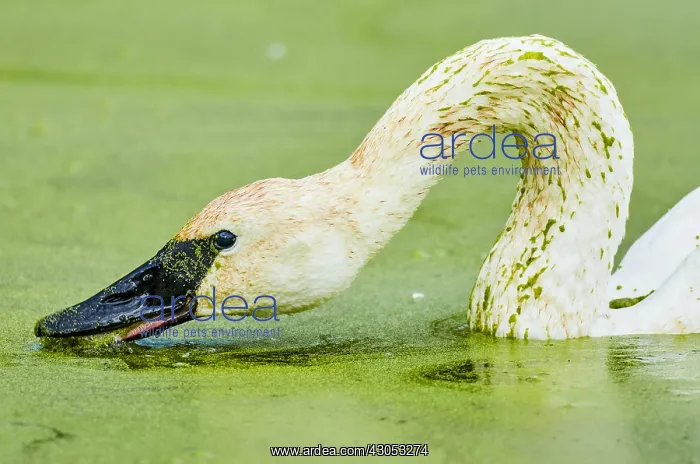 : Trumpeter Swan (Cyngus buccinator) feeding on duckweed : Trumpeter Swan (Cyngus buccinator) feeding on duckweed