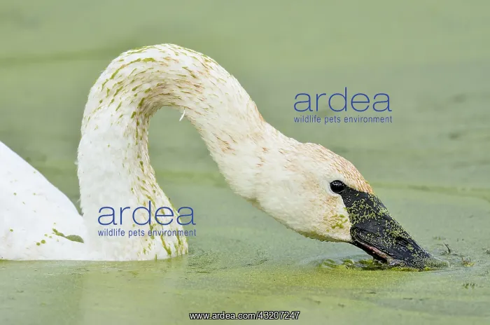 : Trumpeter Swan (Cyngus buccinator) feeding on duckweed : Trumpeter Swan (Cyngus buccinator) feeding on duckweed