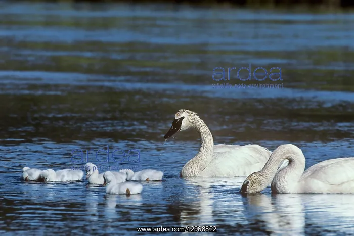 : Trumpeter Swan - family - June : Trumpeter Swan - family - June