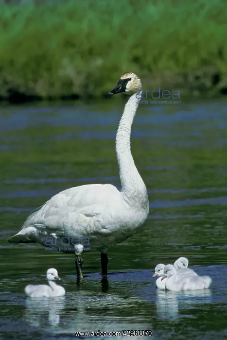 : Trumpeter Swan - family - June : Trumpeter Swan - family - June