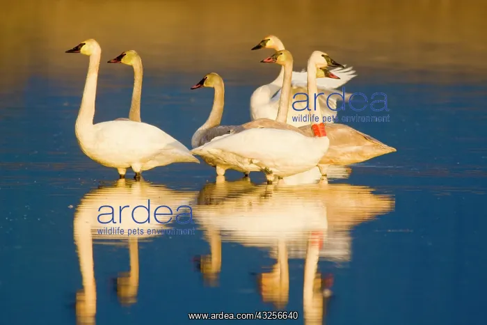 : Trumpeter swan family in last light at pond : Trumpeter swan family in last light at pond