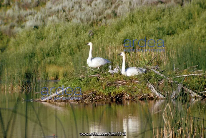 : Trumpeter Swan - family resting on old Beaver lodge : Trumpeter Swan - family resting on old Beaver lodge